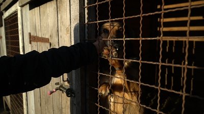 Понад 250 тисяч гривень боргу: як живе притулок для тварин на Дніпропетровщині Понад 250 тисяч гривень боргу: як живе притулок для тварин на Дніпропетровщині