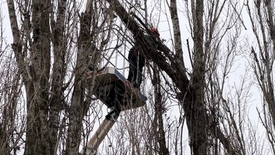 З початку повномасштабної війни в Миколаєві демонтували близько 1500 тополь З початку повномасштабної війни в Миколаєві демонтували близько 1500 тополь