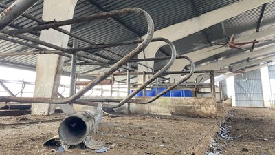 Втратили дві тисячі корів: як пережила окупацію агроферма у Шестаковому на Харківщині