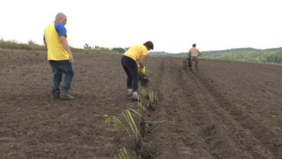 У Холодному Яру садять півонії У Холодному Яру садять півонії