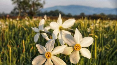 Долину нарцисів відкрили для відвідувачів Долину нарцисів відкрили для відвідувачів