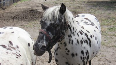 Евакуювали з-під обстрілів: як на Миколаївщині живуть поні з Херсонщини
