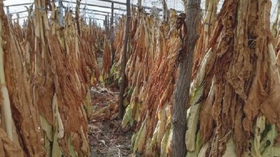 На Херсонщині вилучено незаконну тютюнову продукцію майже на 2 млн гривень На Херсонщині вилучено незаконну тютюнову продукцію майже на 2 млн гривень