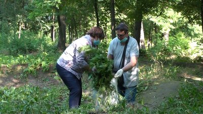 У Запоріжжі влаштували чемпіонат зі збору амброзії У Запоріжжі влаштували чемпіонат зі збору амброзії