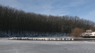 Врятовані лебеді в екопарку Харкова: як живуть птахи та чи зможуть літати Врятовані лебеді в екопарку Харкова: як живуть птахи та чи зможуть літати