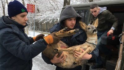 козуля в зоопарку козуля в зоопарку