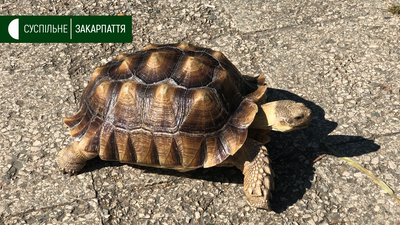 Тринадцятирічну черепаху Тринадцятирічну черепаху
