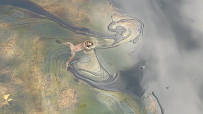 У селі Міжгір’я на Прикарпатті зі старих свердловин витікає нафта у городи жителів та місцеву річку У селі Міжгір’я на Прикарпатті зі старих свердловин витікає нафта у городи жителів та місцеву річку