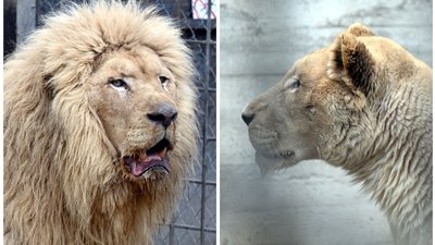 В Одеський зоопарк з Харкова перевезли двох білих левів