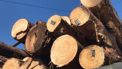 Перекрита дорога, наряд поліції: волиняни перевіряють законність вирубки лісу Перекрита дорога, наряд поліції: волиняни перевіряють законність вирубки лісу