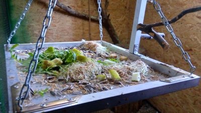 Грач Річард з зламаним крилом, яструб Картопля не літає. Такі птахи живуть у кропивницькому притулку Грач Річард з зламаним крилом, яструб Картопля не літає. Такі птахи живуть у кропивницькому притулку