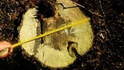 тернопіль, зрубані дерева, пеньки, ліс, 29 липня 2026 року