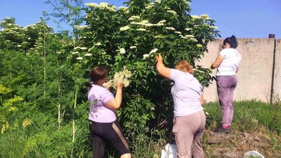 Рвуть цвіт бузини для фіточаю / червень 2023 року Рвуть цвіт бузини для фіточаю / червень 2023 року