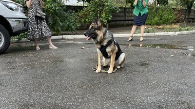 Знайомство зі службовими собаками: для маленьких пацієнтів миколаївської лікарні влаштували шоу-програму