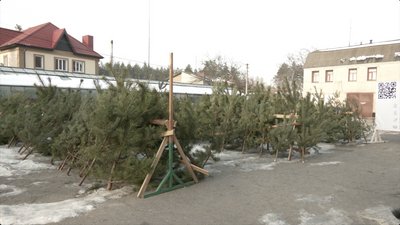 У лісництвах розпочалися ялинкові ярмарки У лісництвах розпочалися ялинкові ярмарки