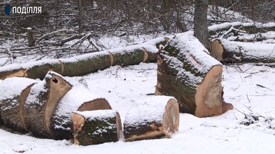 Два гектари лісу вирубали у Хмельницькому районі. Місцеві жителі вважають, що незаконно