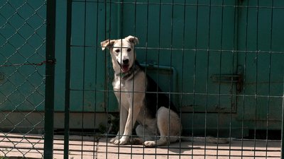 На Рівненщині безоплатно стерилізують безпритульних тварин На Рівненщині безоплатно стерилізують безпритульних тварин