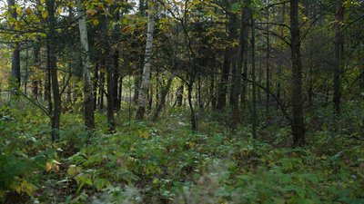 ліс, порубка дерев, Дніпропетровщина