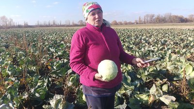 "Син купив розсаду, його забрали на війну": як подружжя з Волині почало вирощувати капусту "Син купив розсаду, його забрали на війну": як подружжя з Волині почало вирощувати капусту