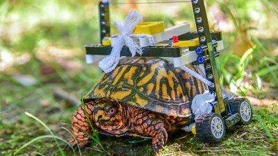 Черепаха кілька місяців проходила реабілітацію на візку з Lego в зоопарку США