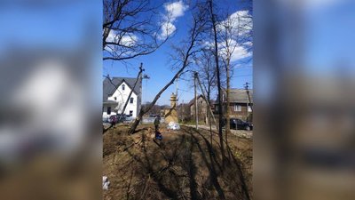 На Прикарпатті на дитину, яка поверталася зі школи, впало дерево