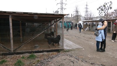 День волонтера: рівняни завезли допомогу в притулок для котів і собак День волонтера: рівняни завезли допомогу в притулок для котів і собак