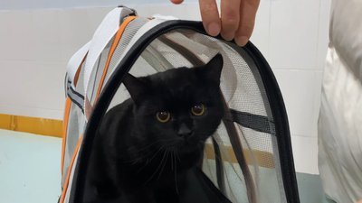 На Хмельниччині безкоштовно стерилізують та вакцинують котів, листопад 2025 року