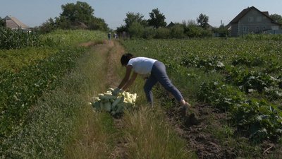 На Черкащині збирають врожай "Садів перемоги" На Черкащині збирають врожай "Садів перемоги"