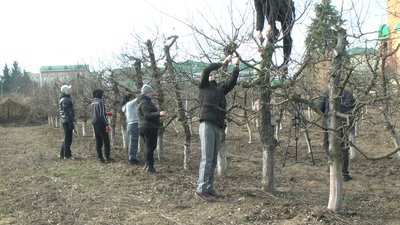 "Це м’яка і крихка порода": як у Вінниці обрізають дерева