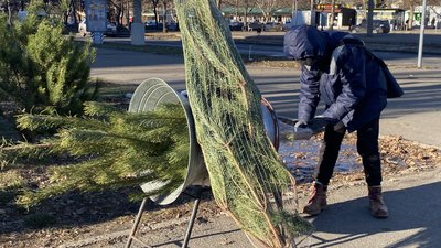 Новорічні ялинки у Миколаєві: ціни, документи та штрафи за незаконну вирубку Новорічні ялинки у Миколаєві: ціни, документи та штрафи за незаконну вирубку