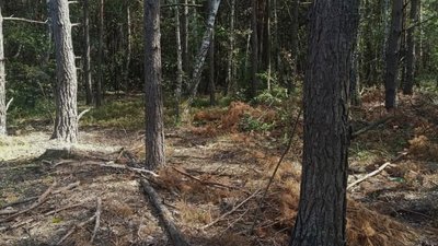 Рубка дерев у Ковельському районі, липень 2026 року