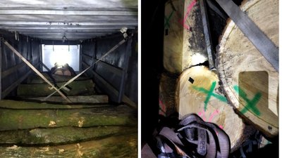 На Полтавщині судитимуть лісничих, які привласнювали деревину – прокуратура