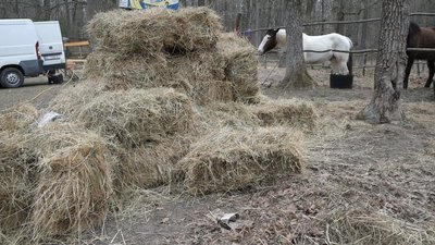 коні Вінниця коні Вінниця