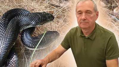 житомир, змія, змії, укус, 14 серпня 2026 року