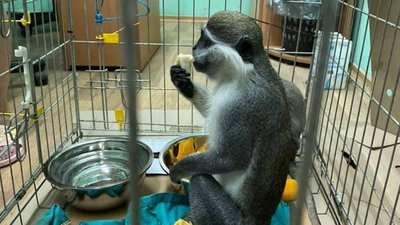 Мавпочки Одеса Мавпочки Одеса