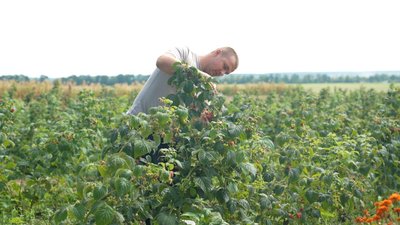 Урожай малини на Вінниччині