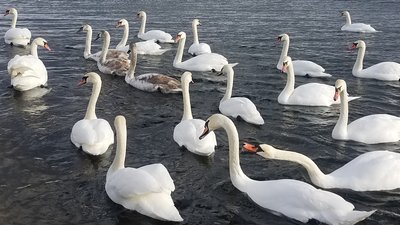 Лебедина зимівля: водойма на межі Рівненської і Хмельницької областей щороку збирає птахів-мігрантів Лебедина зимівля: водойма на межі Рівненської і Хмельницької областей щороку збирає птахів-мігрантів