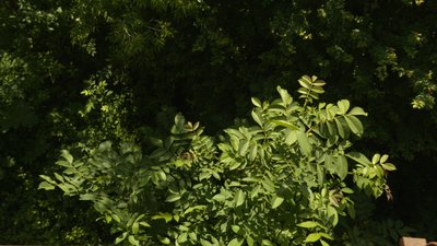 У Франківську розростається грецький горіх. Як це може нашкодити природі? У Франківську розростається грецький горіх. Як це може нашкодити природі?