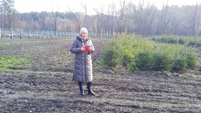 Лісгоспи на Сумщині почали продаж ялинок Лісгоспи на Сумщині почали продаж ялинок