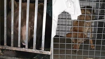 З приватного комплексу на Буковині евакуювали ведмедя та вовчицю
