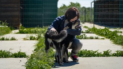 "Він не давав доторкнутися до себе, просто кричав": історії евакуйованих на Дніпропетровщину собак з Донеччини "Він не давав доторкнутися до себе, просто кричав": історії евакуйованих на Дніпропетровщину собак з Донеччини