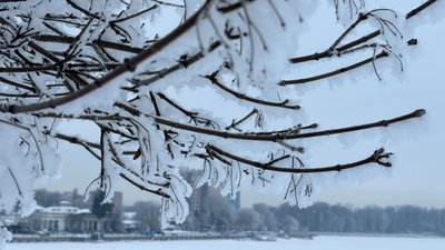 Засніжені дерева у Хмельницькому