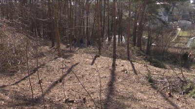 І сухостійні, і здорові. У сосновому парку Барського масиву вирізають дерева І сухостійні, і здорові. У сосновому парку Барського масиву вирізають дерева