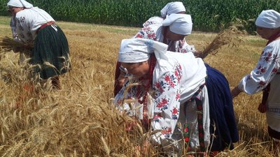 За давніми традиціями: у селі на Черкащині відзначили зажинки За давніми традиціями: у селі на Черкащині відзначили зажинки