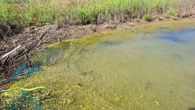 Рослинна олія на поверхні водойми у нацпарку «Тузлівські лимани» на Одещині