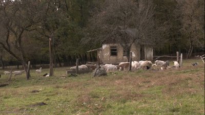 Молоді люди переїхали у село, щоб створити ферму