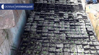 Півсотні нарковмісних рослин висаджених у горщиках