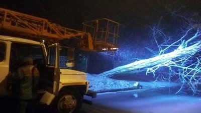86 дерев впали через негоду в Одесі