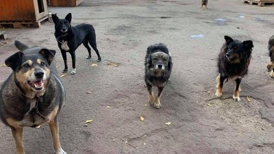 У Сумах дітей запрошують до “Школи маленьких волонтерів” У Сумах дітей запрошують до “Школи маленьких волонтерів”