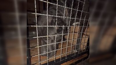 Пес Шах з Костянтинівки Донецької області, евакуація тварин